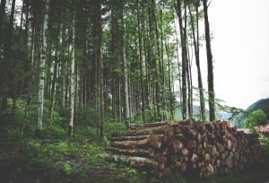 از جنگل تا خانه: رد پای پایداری در تولید تخت های چوبی سنتی